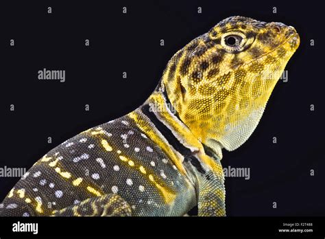 Yellow headed collared Lizard (Crotaphytus collaris auriceps Stock ...