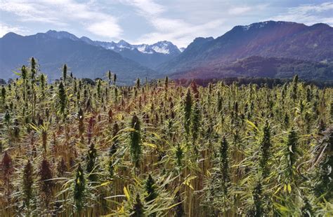 Countering the Environmental Effects of Cannabis Production - MaxQ ...