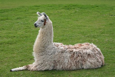 Llama - Wikipedia