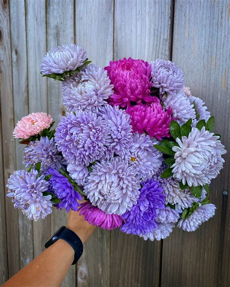 China Asters | Flower farmer, Flower farm, Picking flowers