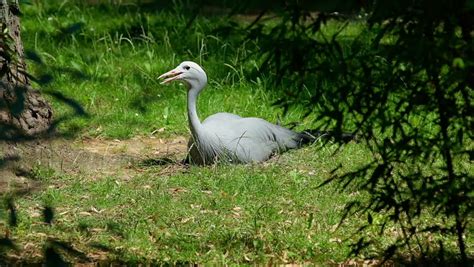 Blue Crane Stock Footage Video (100% Royalty-free) 18157378 | Shutterstock