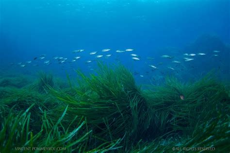 Seagrass - Posidonie (Posidonia oceanica) | Sea grass, Underwater ...