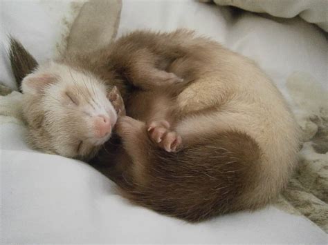 How Long Do Ferrets Live? Lifespan Factors And Tips