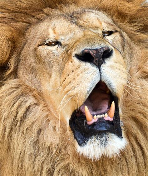 170+ Scary Lion Roar Stock Photos, Pictures & Royalty-Free Images - iStock