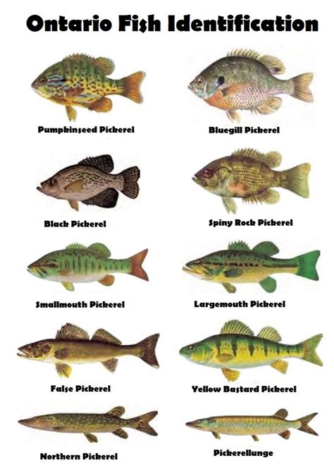 Ontario Fish Identification Sign