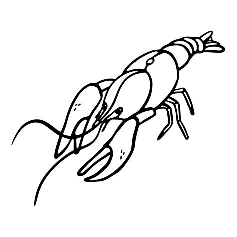 Crayfish Drawing