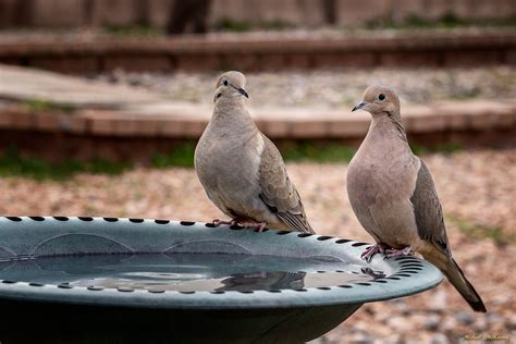 Mourning Doves and the Cooing Sound That Earned Them Their Name - Owlcation