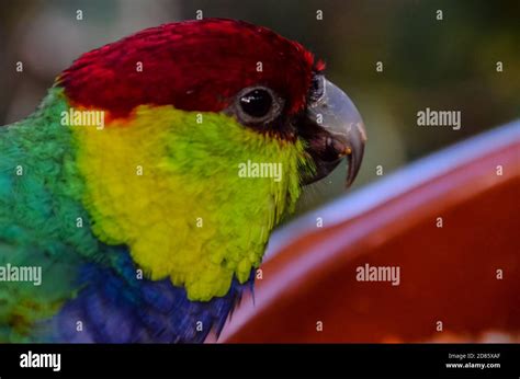 Parrot Tropical Bird Stock Photo - Alamy