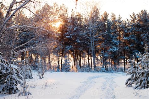 Winter forest at sunrise. 821584 Stock Photo at Vecteezy