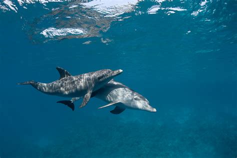 Wild Life of Wild Dolphins on Behance