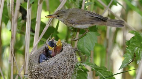 Earth’s Magnetic Field Serves as ‘Stop Sign’ for Migrating Songbirds - EcoWatch