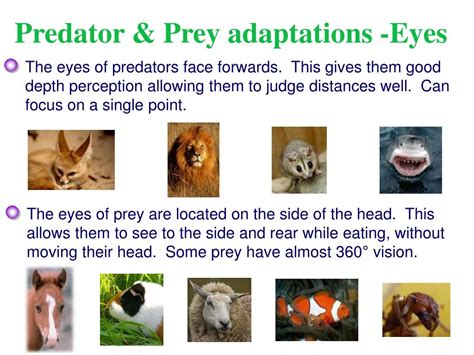 How To Distinguish Predator From Prey