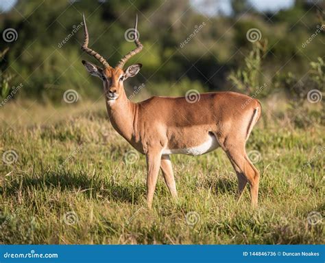 Impala Antelope In Savanna.South Africa,Wild Animals In The African Jungle Stock Photo ...