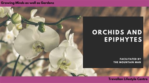 All about Epiphytes, Orchids and Bromeliads - Trevallan