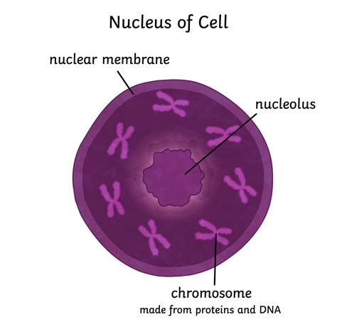 What is an Animal Cell? | Definition and Functions | Twinkl