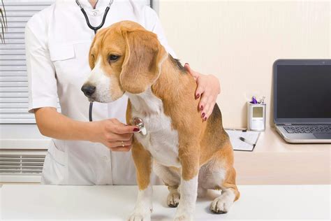 Pneumonia (Fungal) in Dogs - Symptoms, Causes, Diagnosis, Treatment, Recovery, Management, Cost