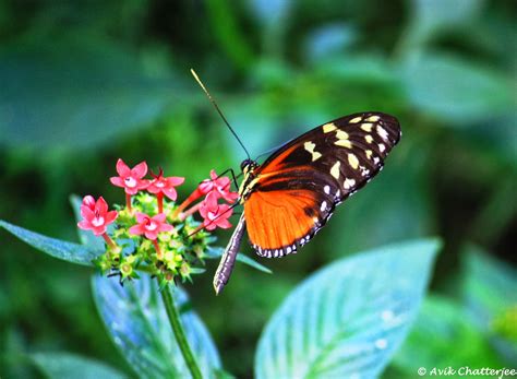 Tell the Tales: Butterfly Rainforest - Gainesville, Florida