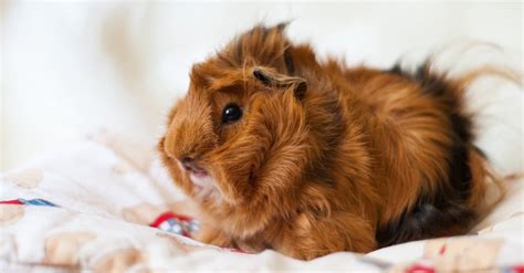 Peruvian Guinea Pig - A-Z Animals