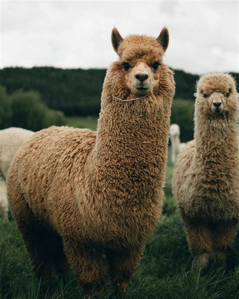 1000+ Alpaca Pictures | Download Free Images on Unsplash