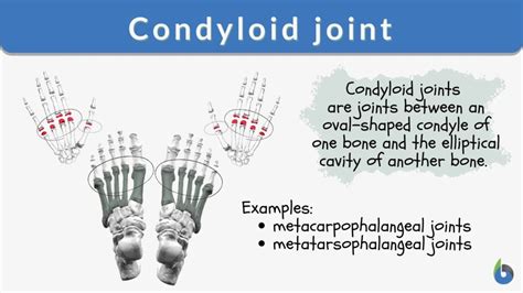 Condyloid joint - Definition and Examples - Biology Online Dictionary