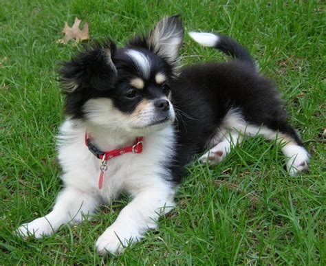 Cheeks Dog (Pekingese-Chihuahua Mix) Info, Temperament, Puppies, Pictures