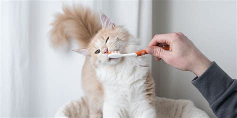 Do Cats Lose Baby Teeth? - Cats.com