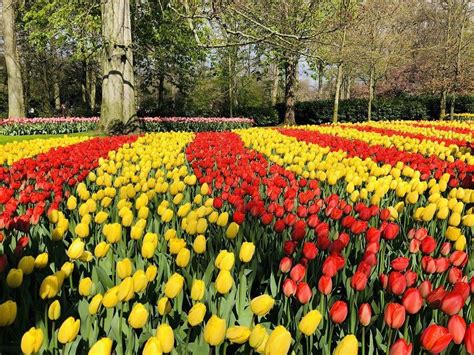 Opening Keukenhof 2025 - tulip festival tours, tickets & more