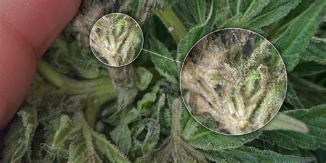 Bud Rot (Botrytis) On Cannabis: Prevention And Treatment - Amsterdam Genetics