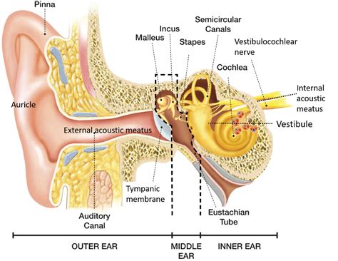External Ear – Anatomy QA