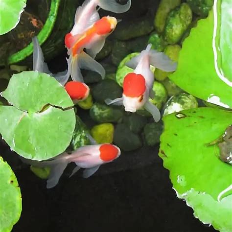 7 Fish to Keep With Goldfish in Ponds (Goldfish Pond Mates) - Pond Informer