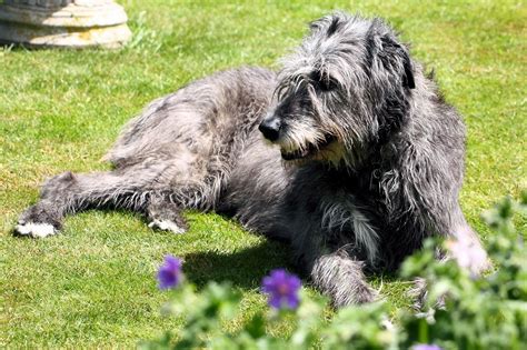 Irish Wolfhound Information - Dog Breeds at thepetowners