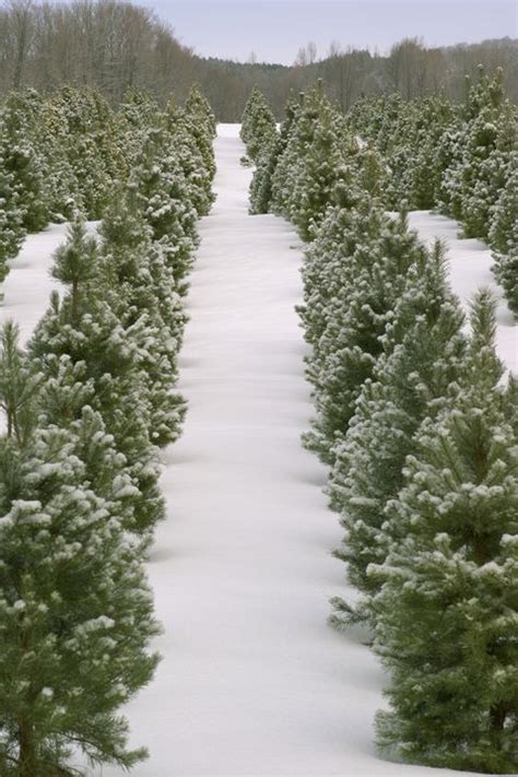 Christmas Tree Farms Near Me - Best Christmas Tree Farms in U.S.