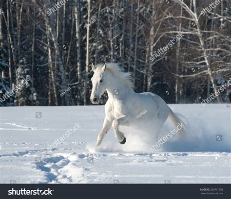 Beautiful White Horse Running Snow Sunny Stock Photo 320491202 - Shutterstock