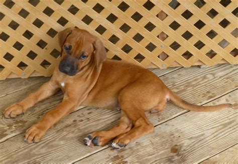 Rhodesian Ridgeback Puppy for sale - Dogs In Barbados