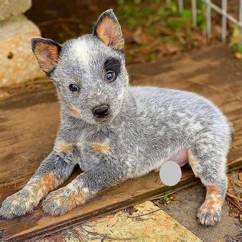 170+ Nice Australian Cattle Dog Names of 2020 | The Dogman