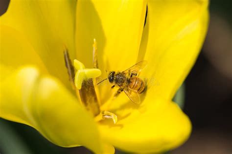 Bees and tulips stock image. Image of industrious, honey - 41016669