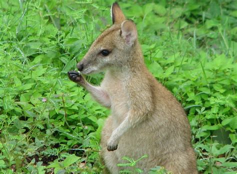 Wallaby | The Biggest Animals Kingdom