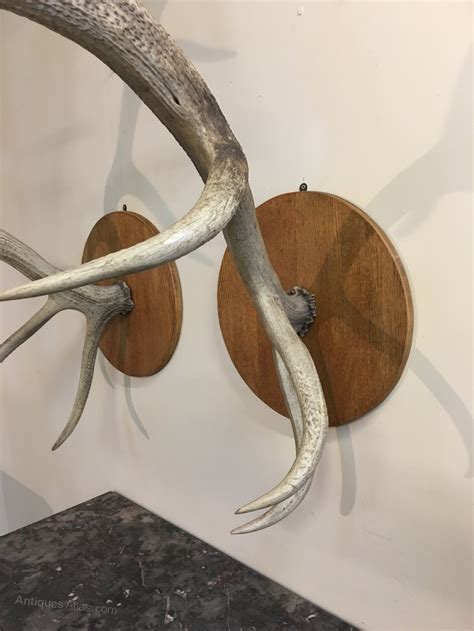 Antiques Atlas - Huge Red Deer Antlers