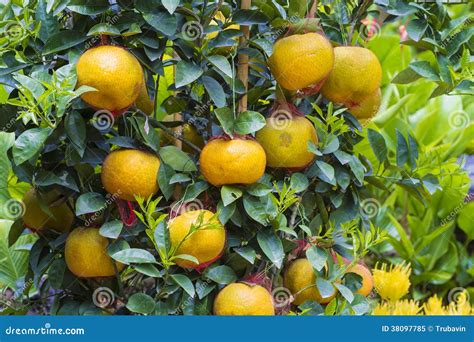 Mandarin fruits tree stock image. Image of leaves, rich - 38097785