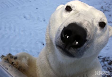 Image from http://www.oneworldoneocean.com/polar_bear_big_nose.jpg ...