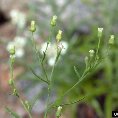 Canada Fleabane – Forage U-Pick