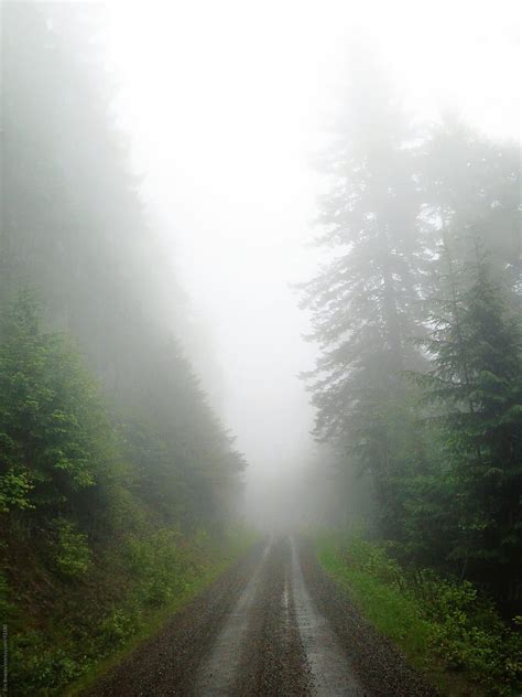 "Foggy Morning Forest Service Road" by Stocksy Contributor "Eric Bowley" - Stocksy