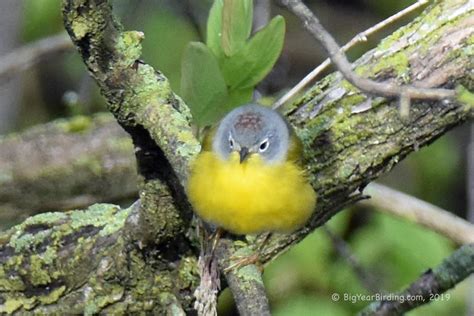 Nashville Warbler - Big Year Birding