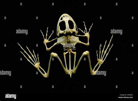 Frog Skeletal System Skull