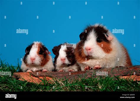 Rex Guinea Pig with youngs tricolor Stock Photo - Alamy