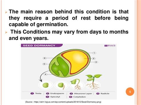 seed dormancy