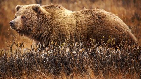 Grizzly bear attack kills couple in Banff National Park