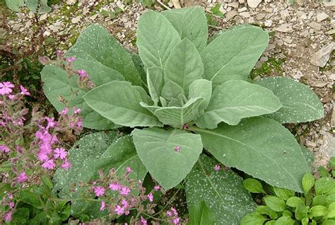 Medicinal use of Mullein Asthma, Croup, and Bronchitis