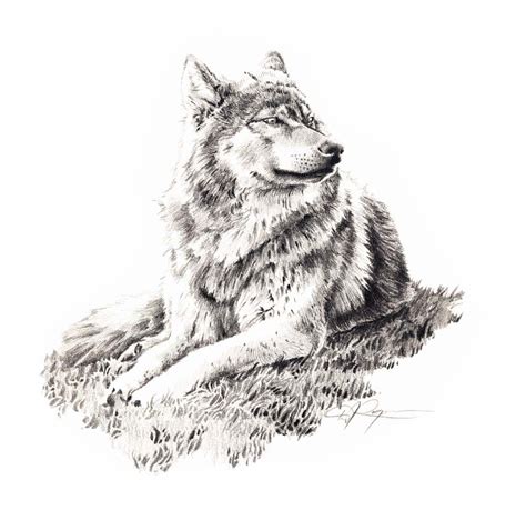 WOLF LYING DOWN Pencil Drawing Art Print by Artist D J Rogers - Etsy ...