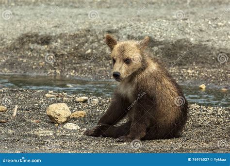 Brown Bear Cubs on the Shore of Kurile Lake. Stock Image - Image of refuge, land: 76976037